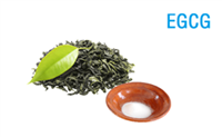 表沒(méi)食子兒茶素沒(méi)食子酸酯EGCG