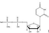 4）尿苷-5'-二磷酸二鈉 UDP-Na2